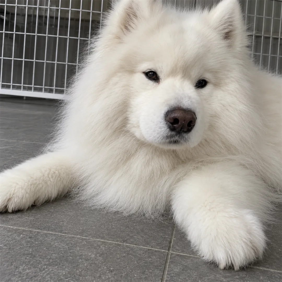 Close-up of a white Samoyed lying on grey tiles with its front paws forward