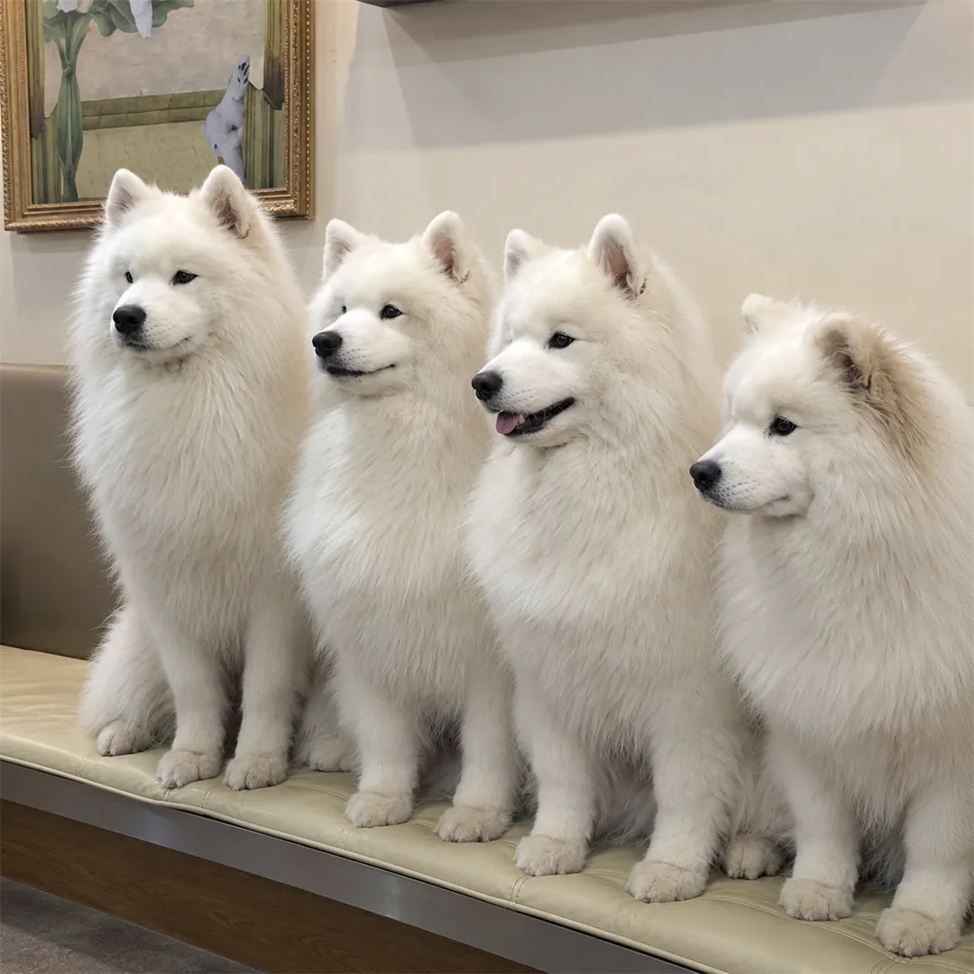 Four white Samoyed dogs sitting side by side on a long cream bench