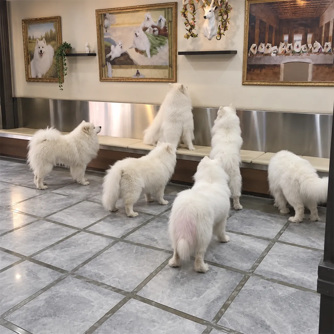 Six white Samoyeds gathered around a cushioned bench beside a wall of framed dog portraits
